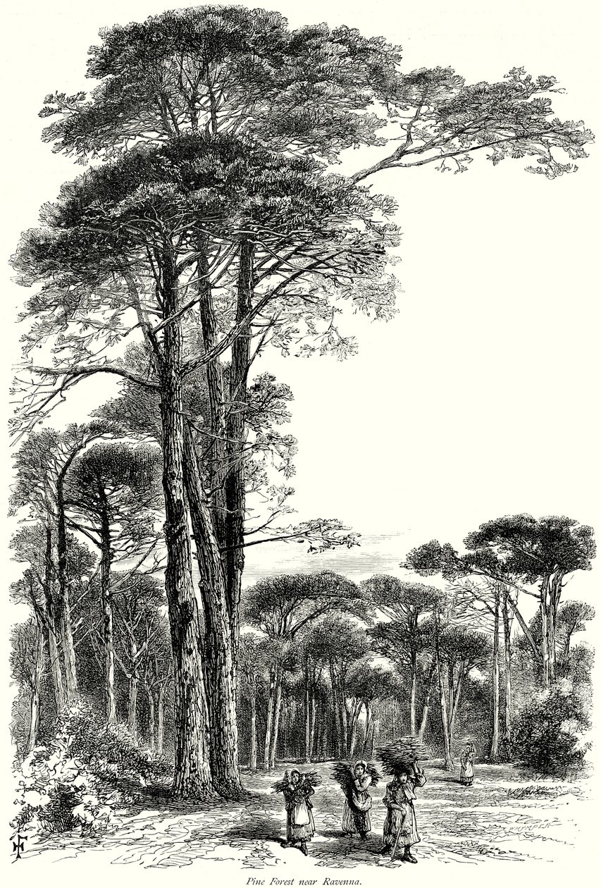 Pine Forest near Ravenna by English School