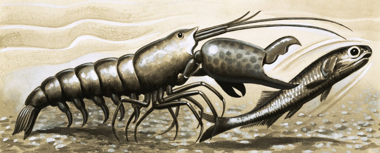 Pistol Shrimp Stunning a Fish by English School