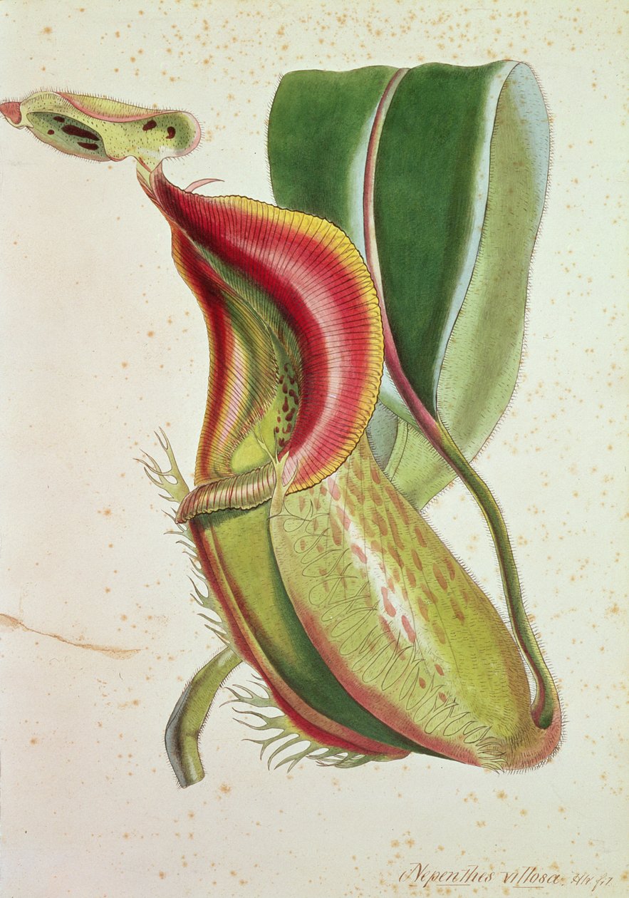 Pitcher Plant: Nepenthes Villosa (insect eating), signed H.K by English School