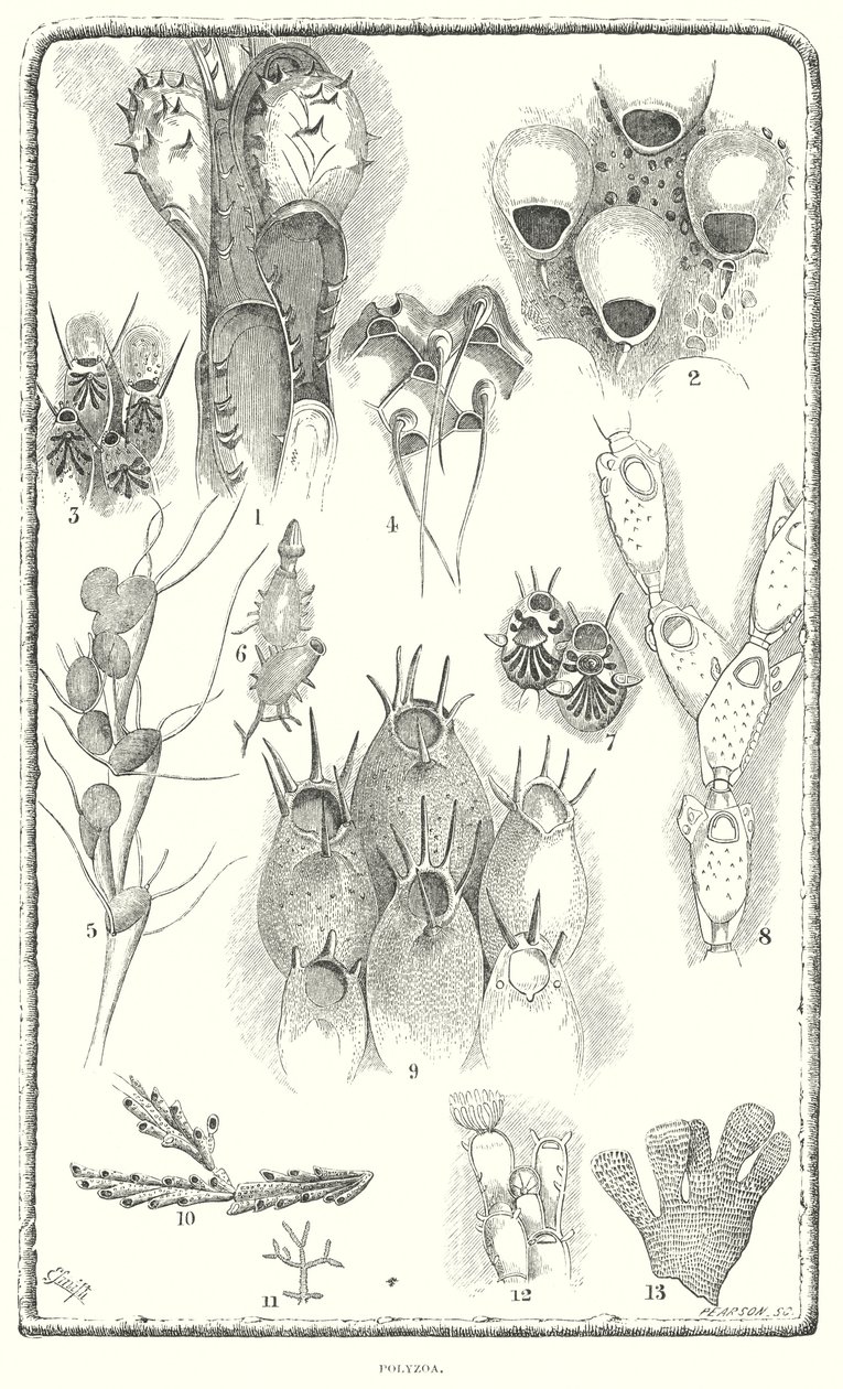 Polyzoa by English School