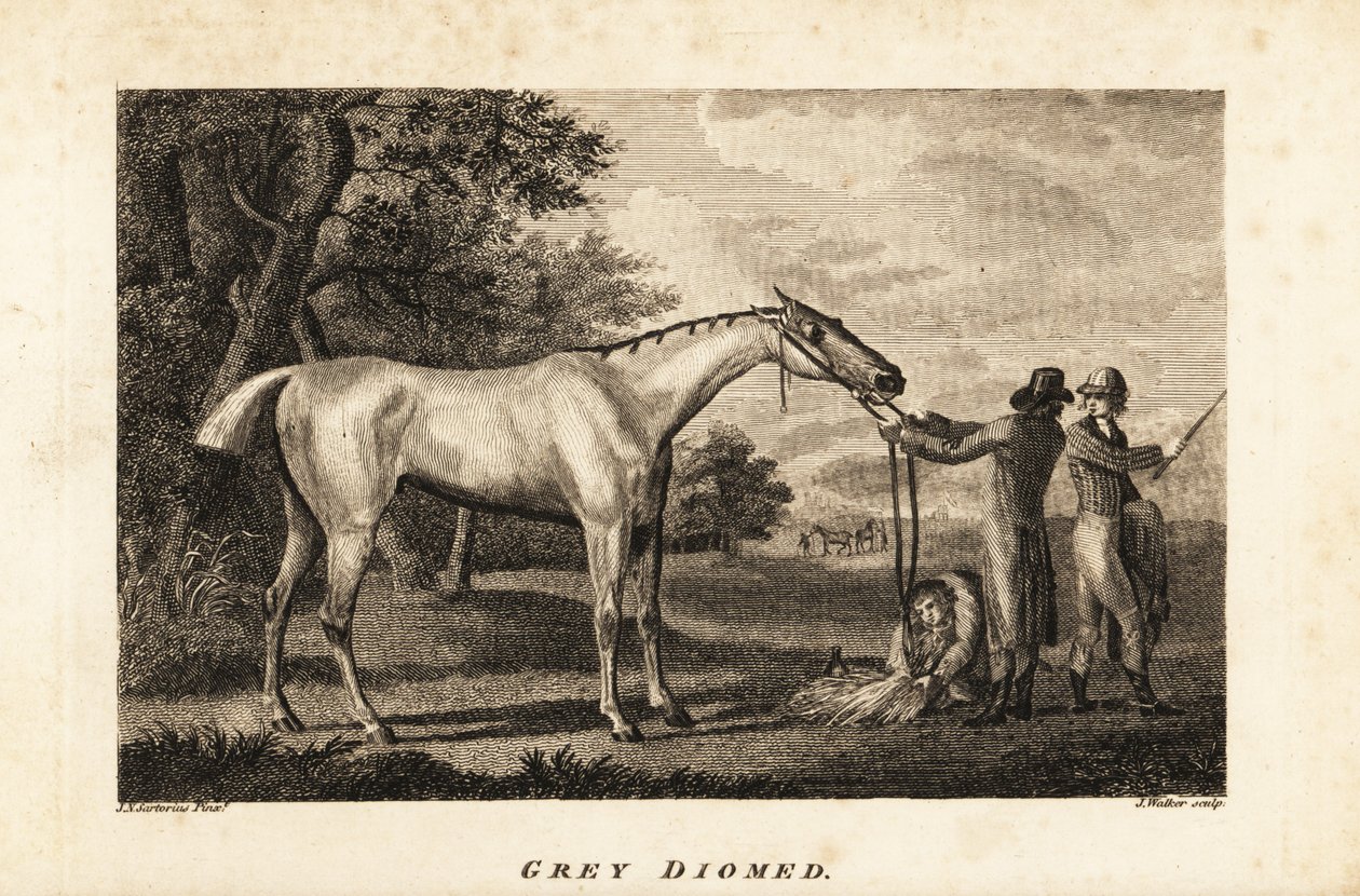 Portrait of the racehorse Grey Diomed with jockey and grooms by English School