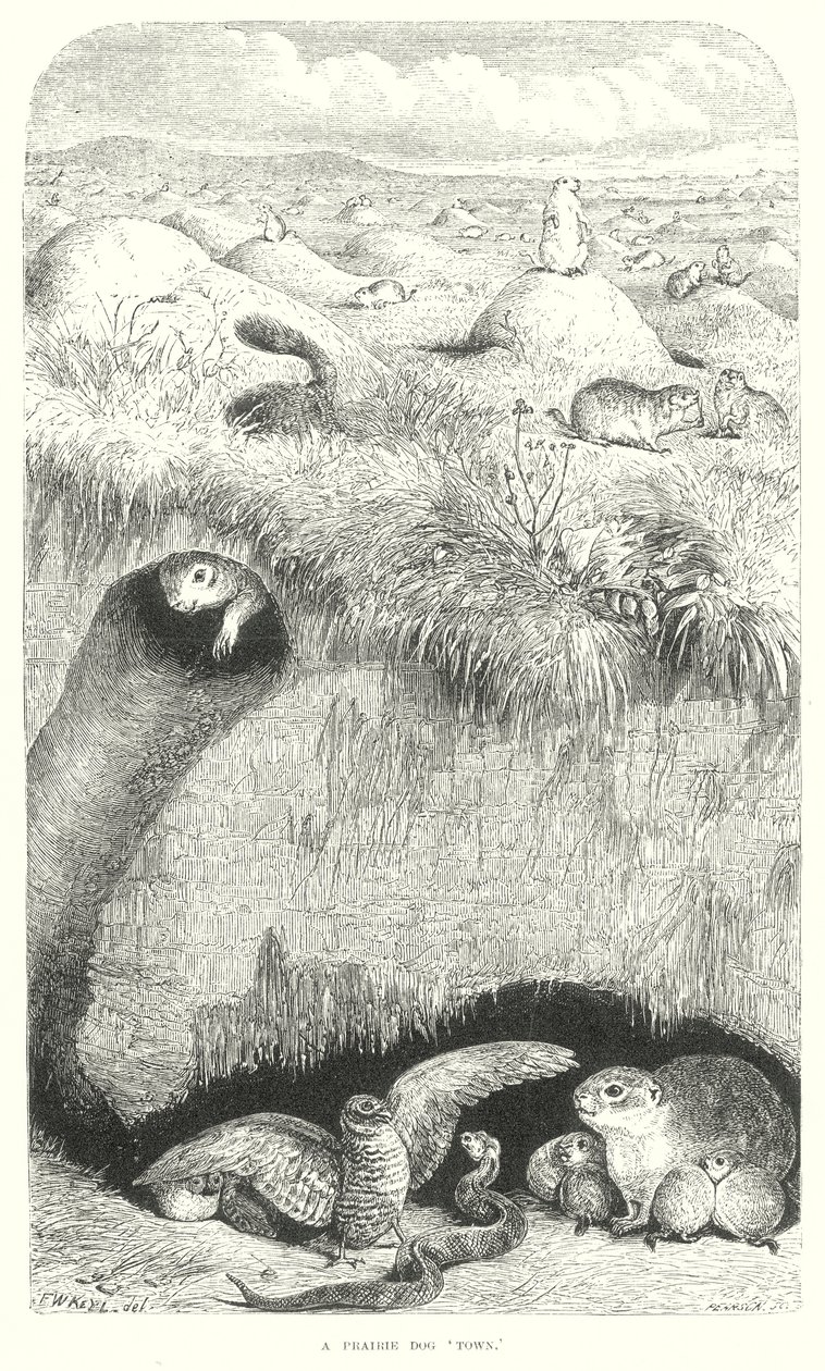 Prairie Dogs by English School