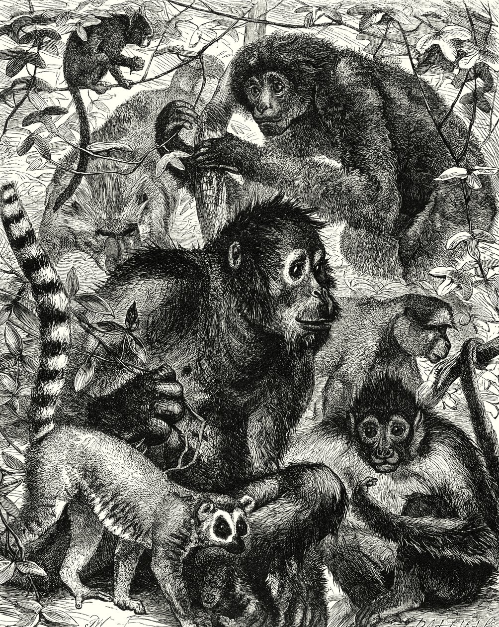 Quarumana: The Monkey Tribe by English School