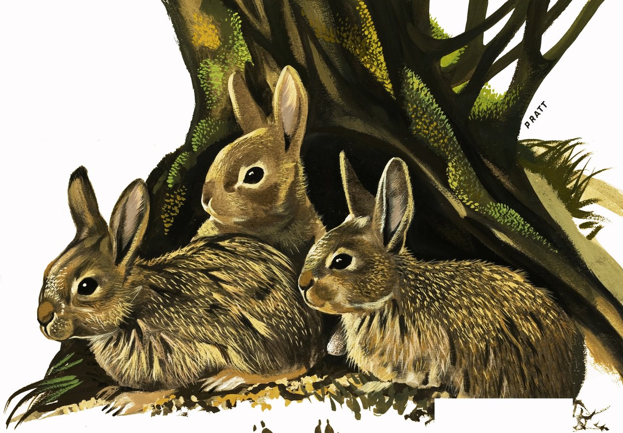 Rabbits by English School