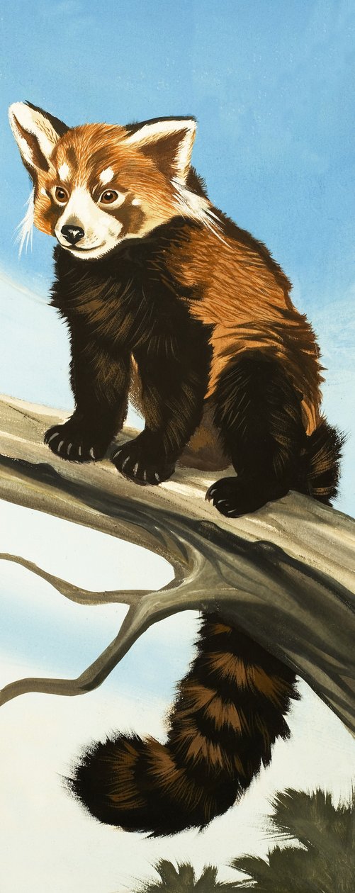 Raccoon by English School
