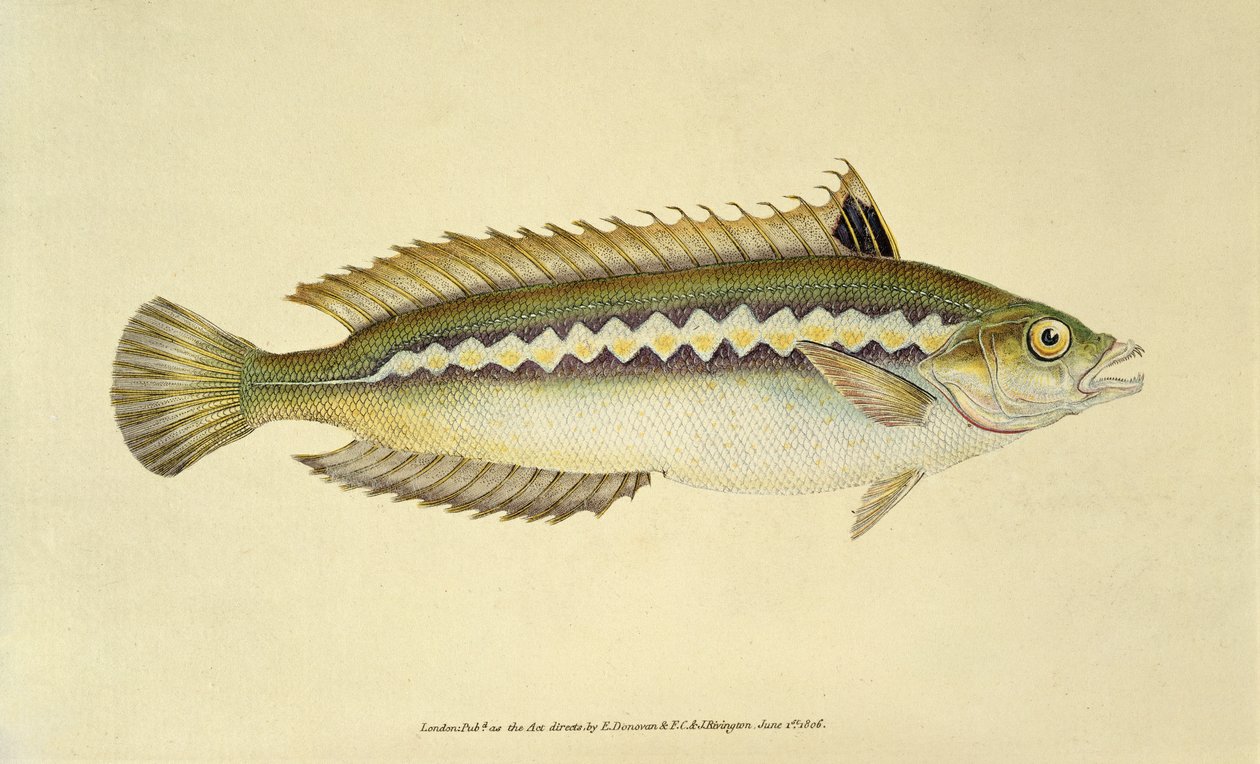 Rainbow Wrasse, from 
