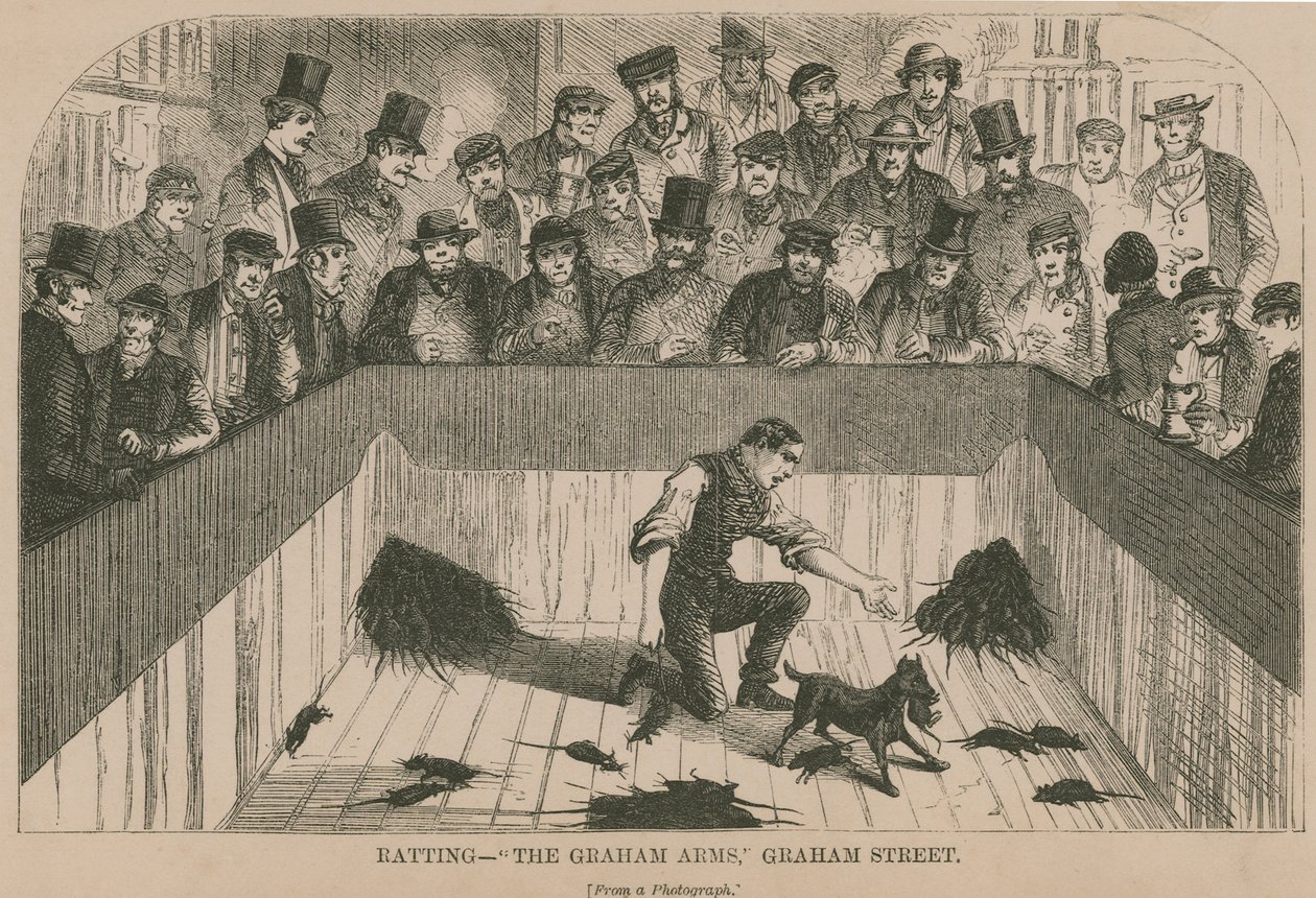 Ratting at the Graham Arms by English School