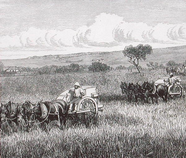 Reaping, South Adelaide, Australia by English School