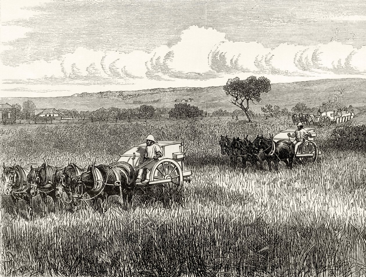 Reaping in South Adelaide, c.1880, from 