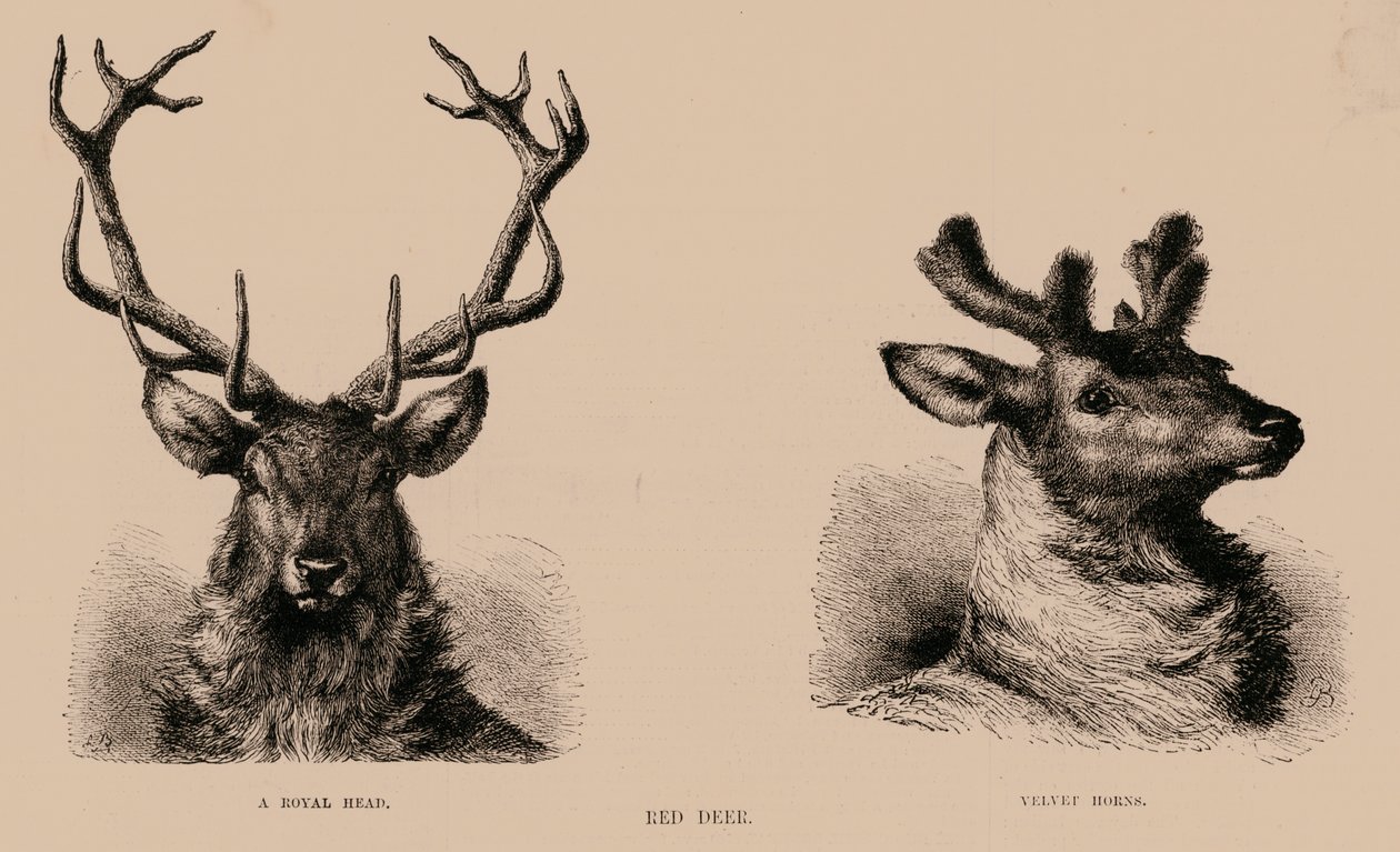 Red Deer by English School