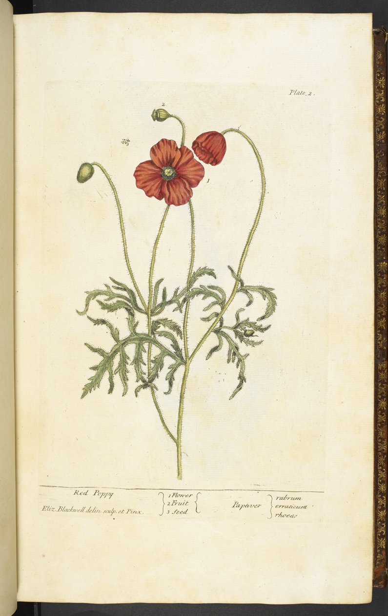 Red Poppy, Plate 2 from 