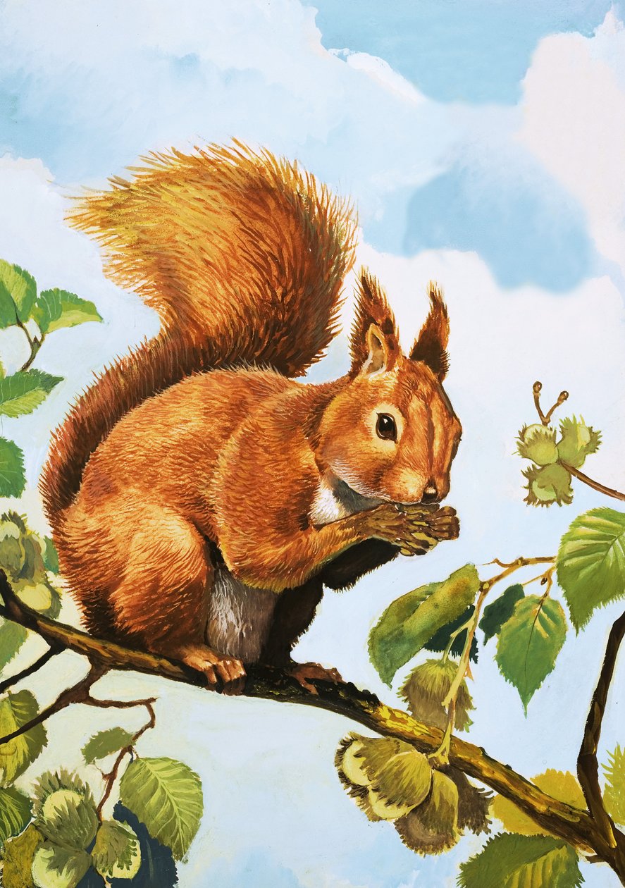 Red Squirrel by English School