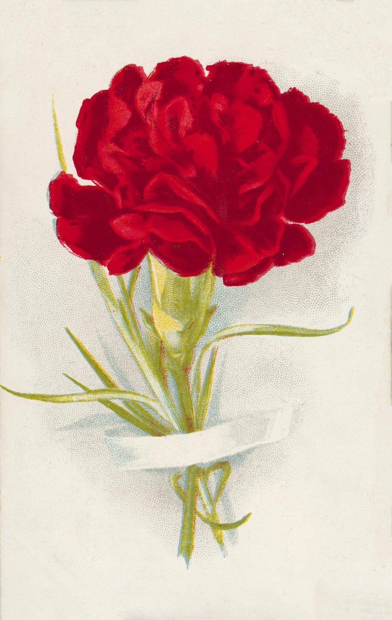 Red Carnation by English School