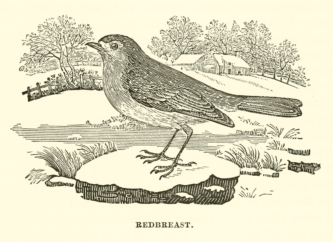 Redbreast by English School