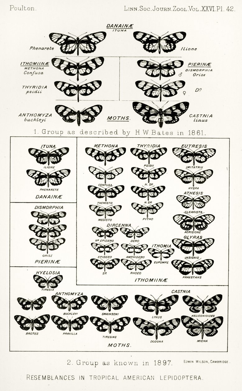 Resemblances in tropical American lepidoptera, illustration from The Hope Reports, Vol. II, 1897-1900, edited by Edward B. Poulton, Oxford, 1901 by English School