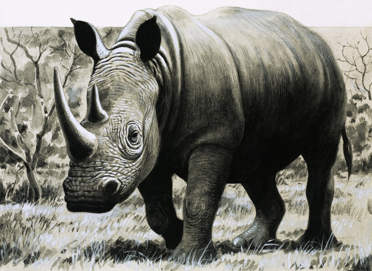 Rhinoceros by English School