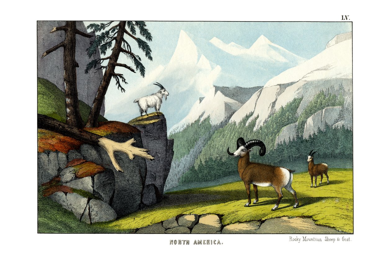 Rocky Mountain Sheep by English School