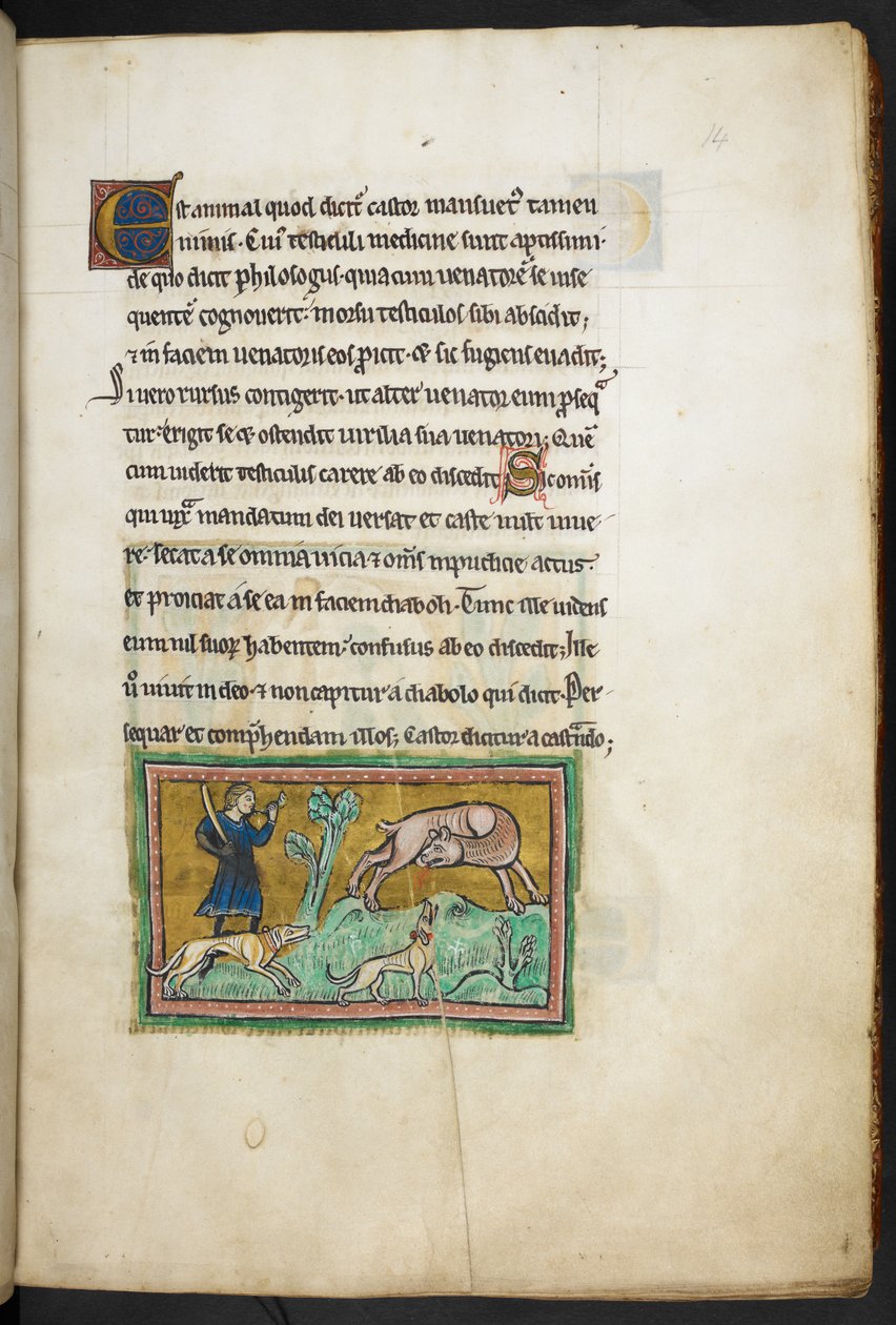 A wolf with blood coming out of its mouth, and a hunter with dogs, from the Rochester Bestiary by English School