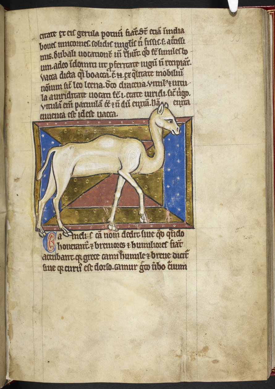 Camel, from 