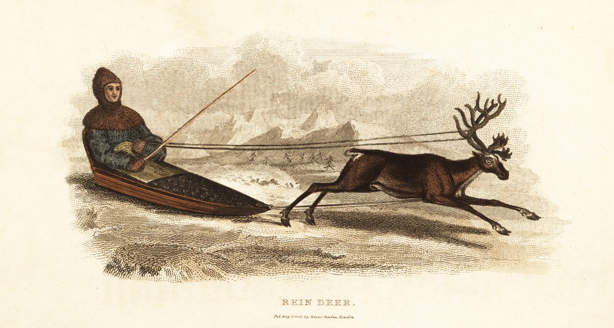 Sami Laplander in a sledge drawn by a reindeer by English School