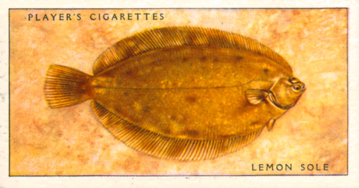Sea Fishes: Lemon Sole by English School