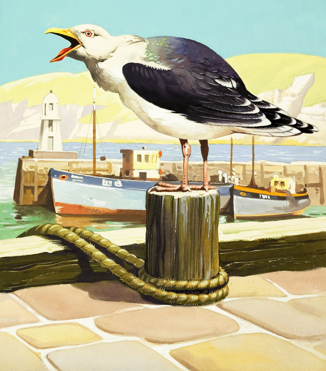 Seagull, Illustration from 