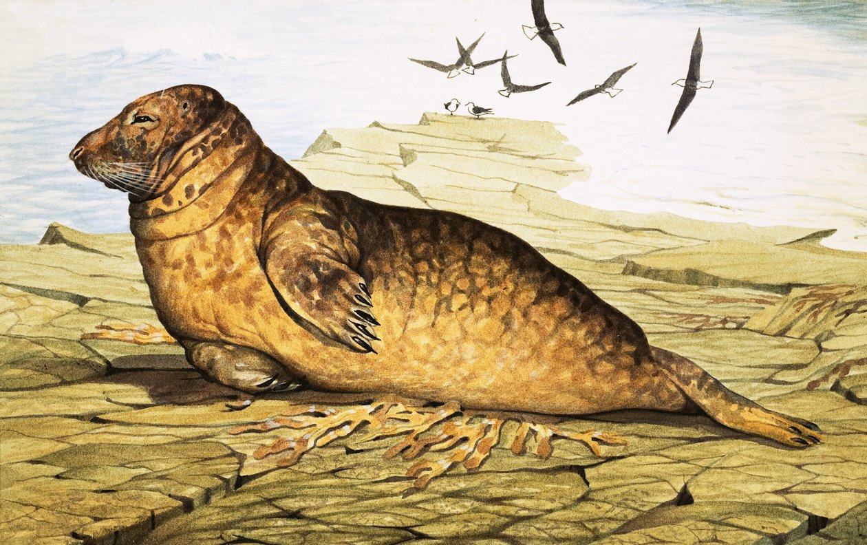 Seal by English School