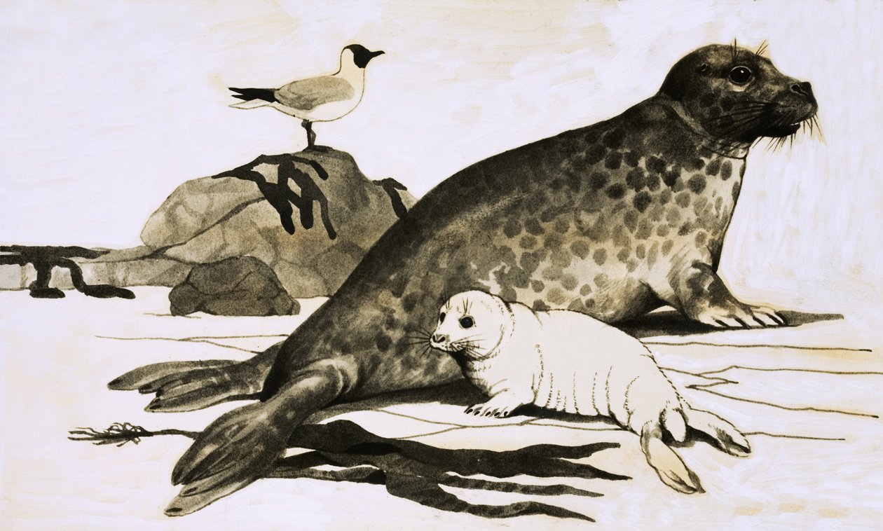Seal and Seal Cub by English School