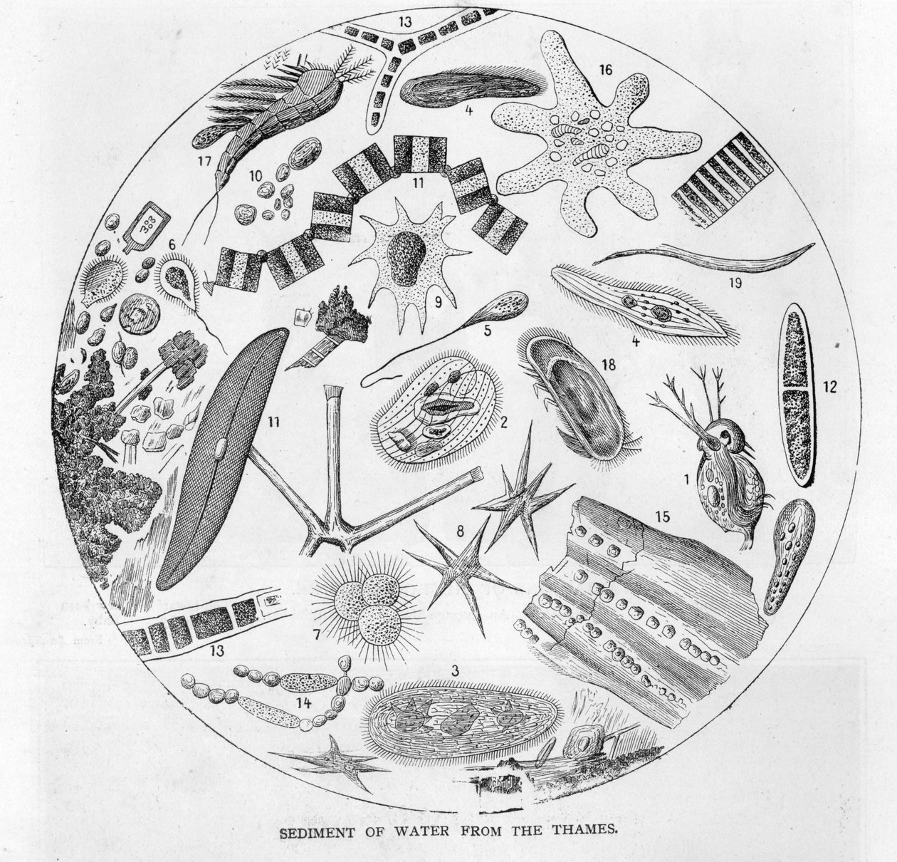 Sediment of water from the River Thames, mid 19th century by English School