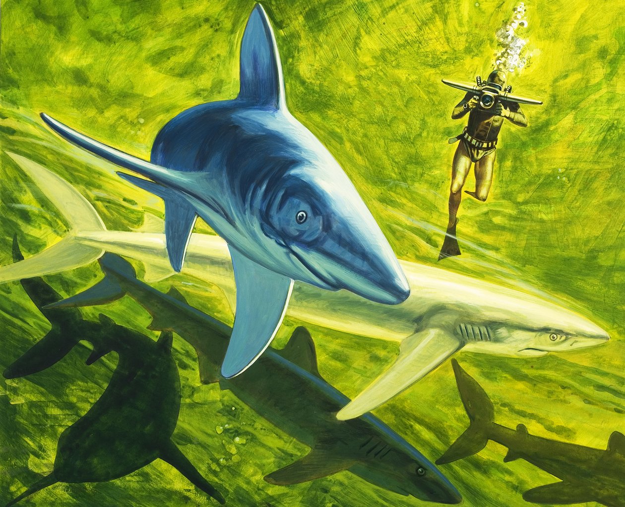 Sharks, Illustration from 