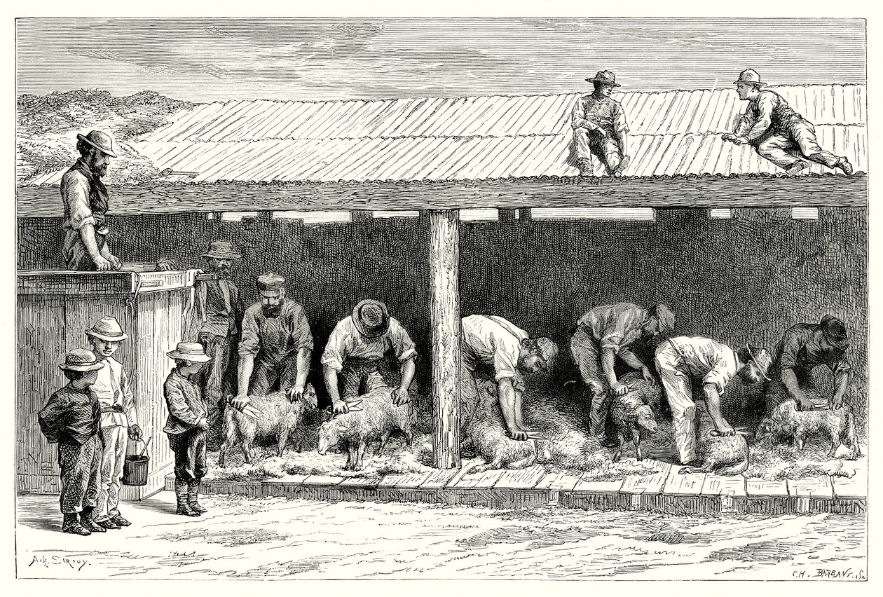 Sheep-Shearing by English School