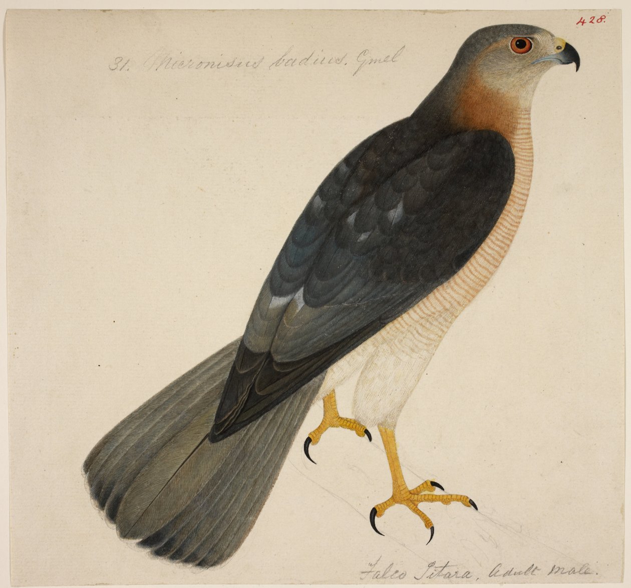 Shikra, or Accipiter Badius by English School