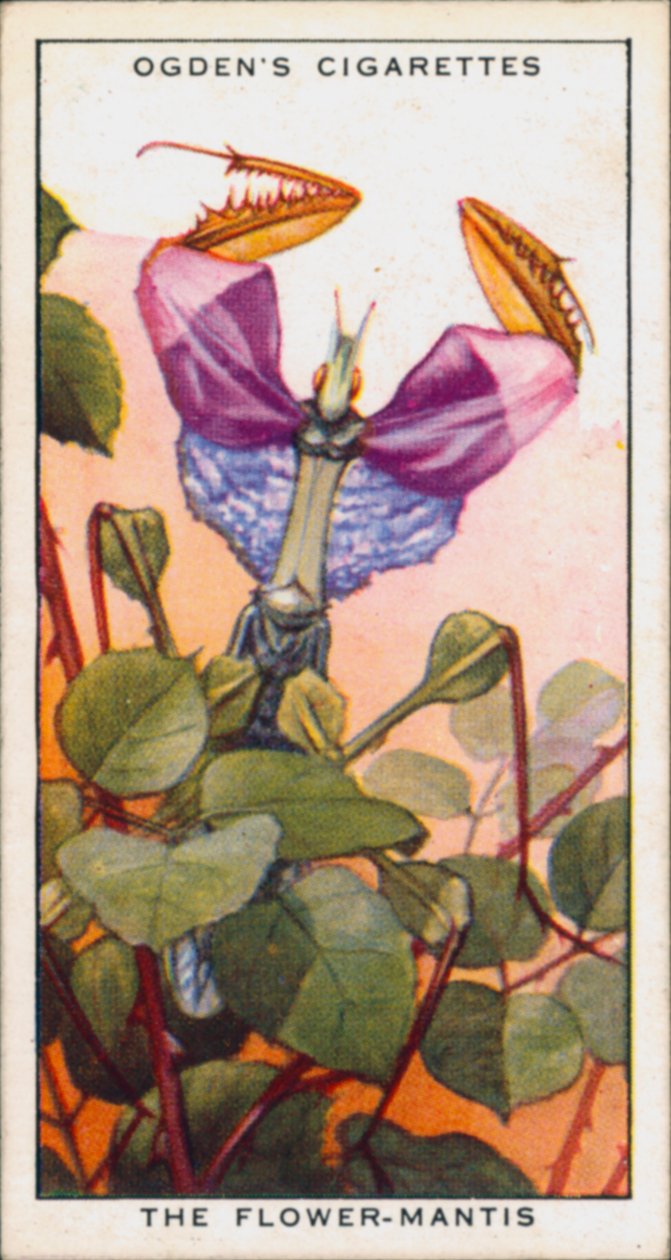 Signalling Colours for Aggression, Insects, The Flower-Mantis by English School