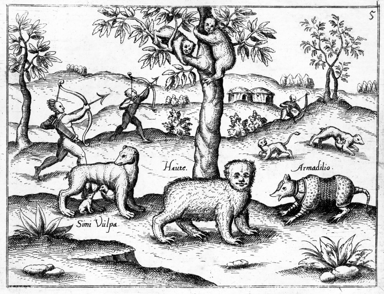 Simi Vulpa, Haute and Armadilio, illustration from 
