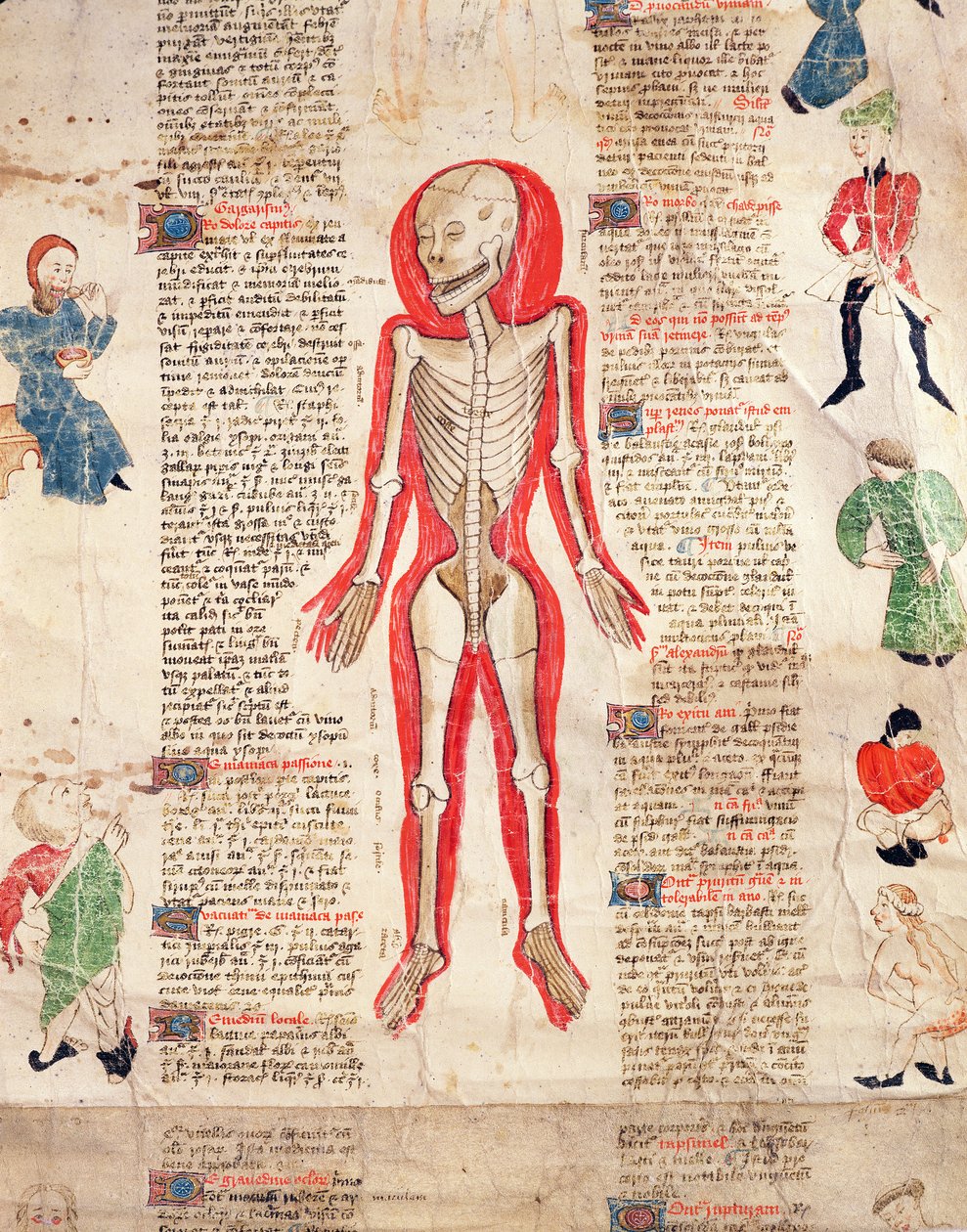 Skeleton, from De arte phisicali e de cirugia by John Ardene, 1412 by English School