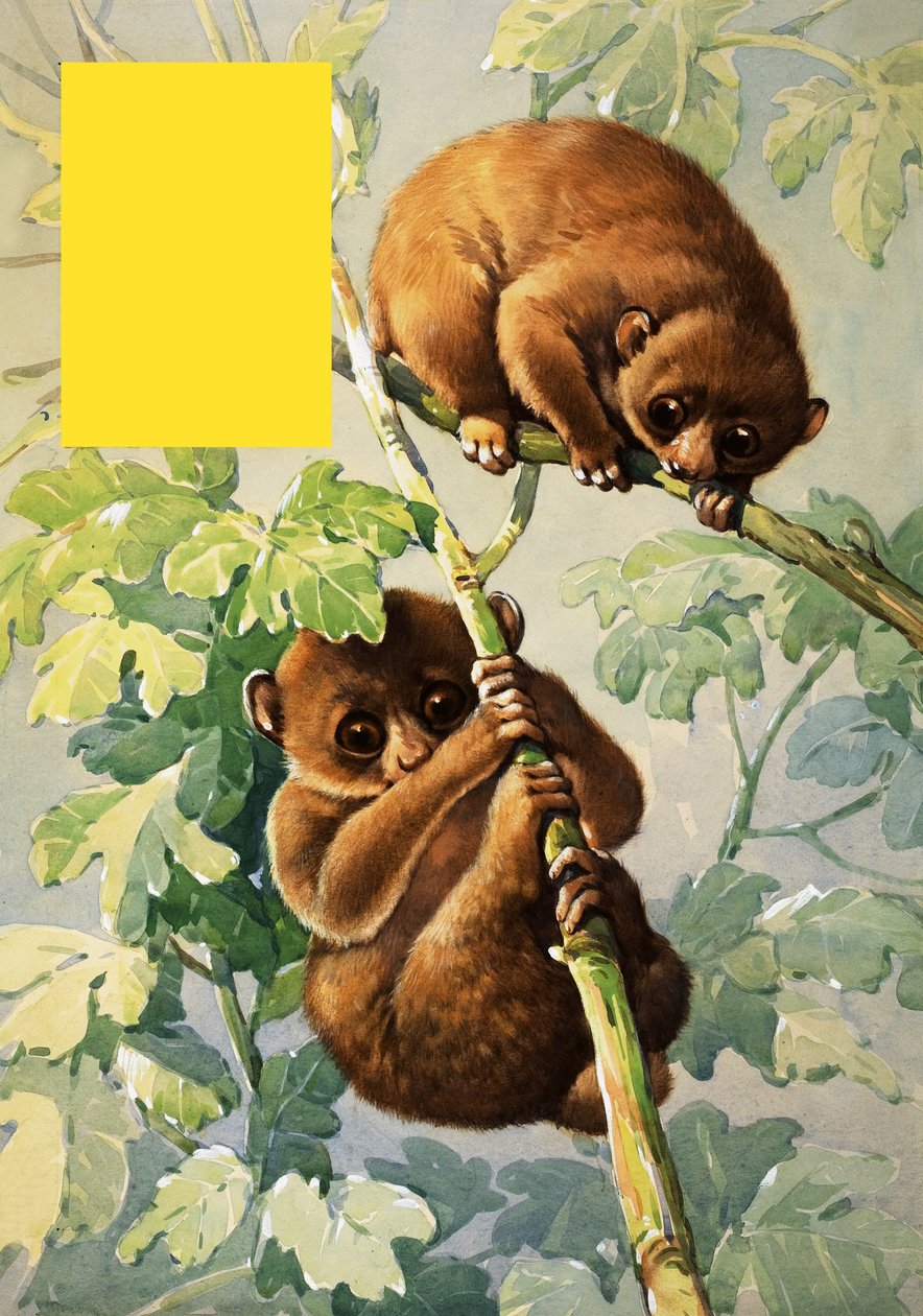 Sloths by English School