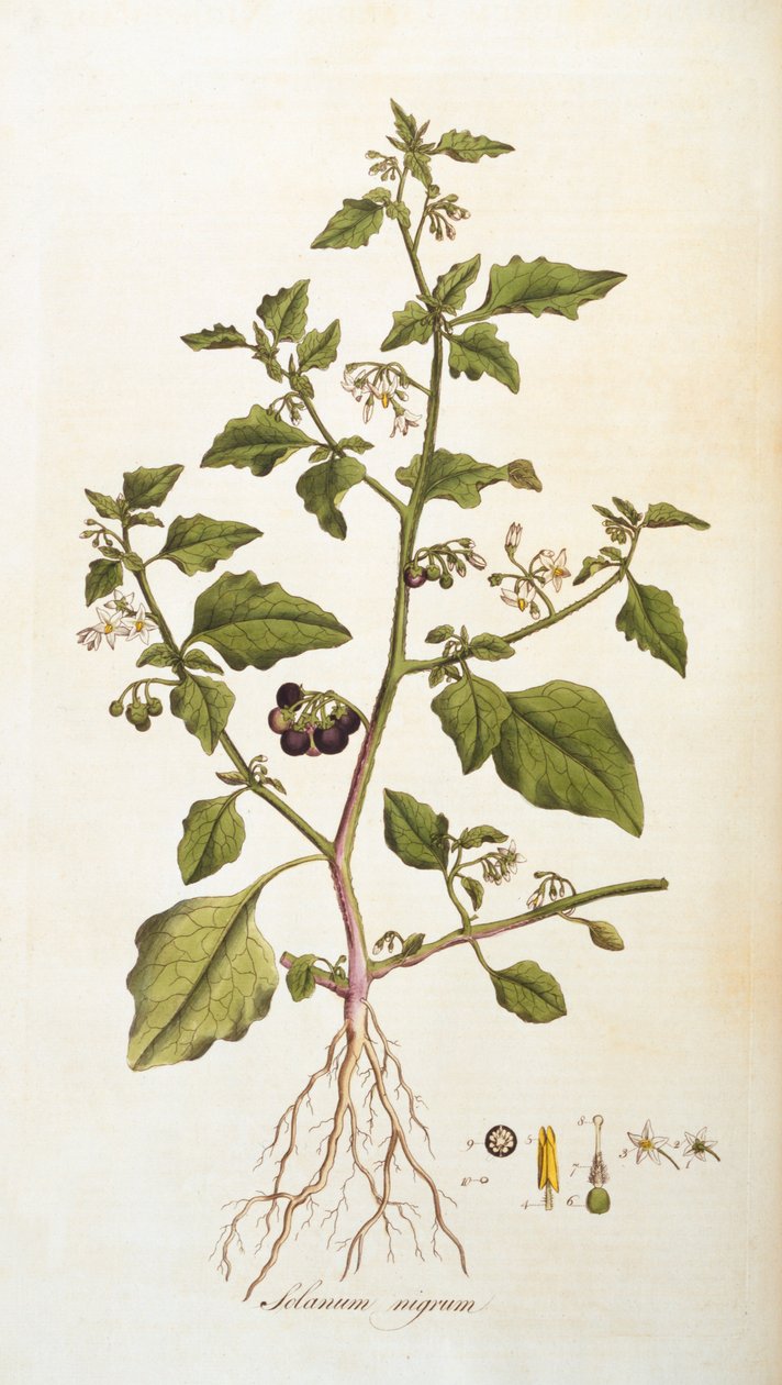 Nightshade, illustration from Flowers of London by William Curtis, published 1777-98 by English School