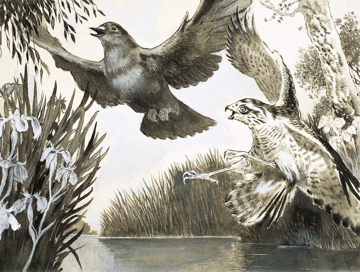Sparrowhawk Attacking Dove by English School