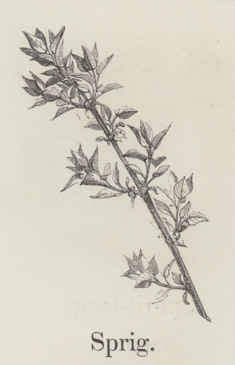 Sprig by English School