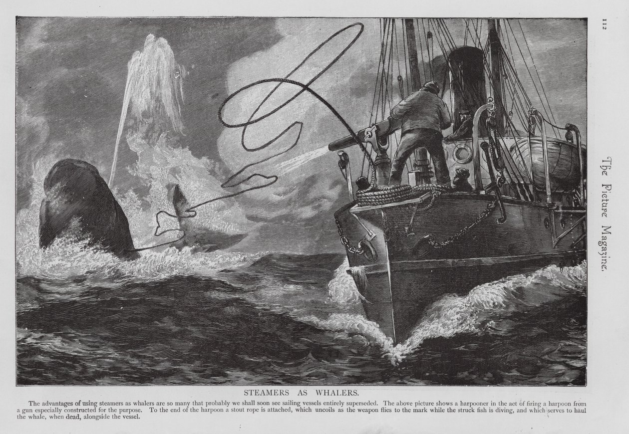 Steamer Used as a Whaling Ship by English School