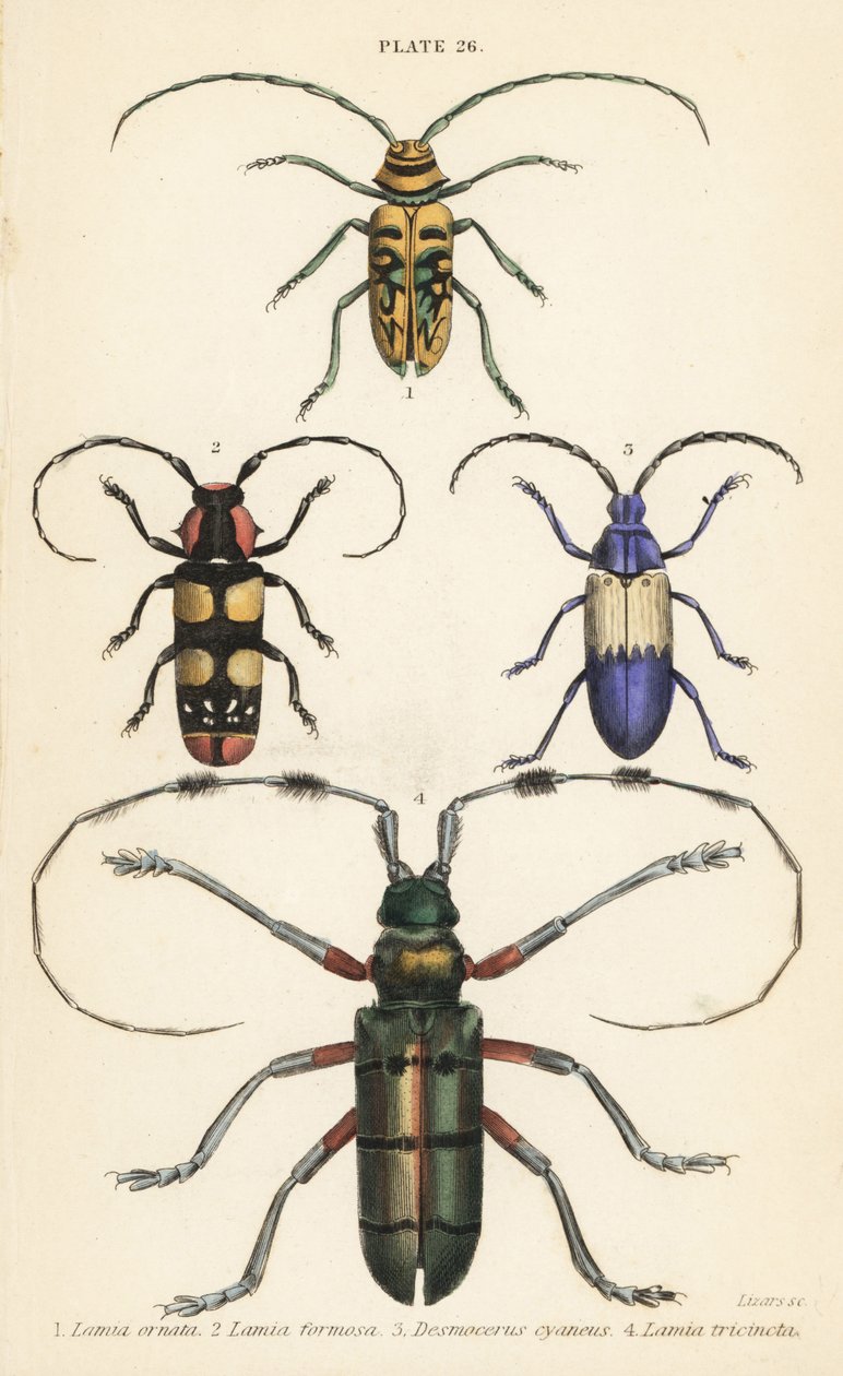 Sternotomis pulchra, Tragocephala formosa, Elderberry Borer, Desmocerus palliatus, and Thysia wallichii by English School