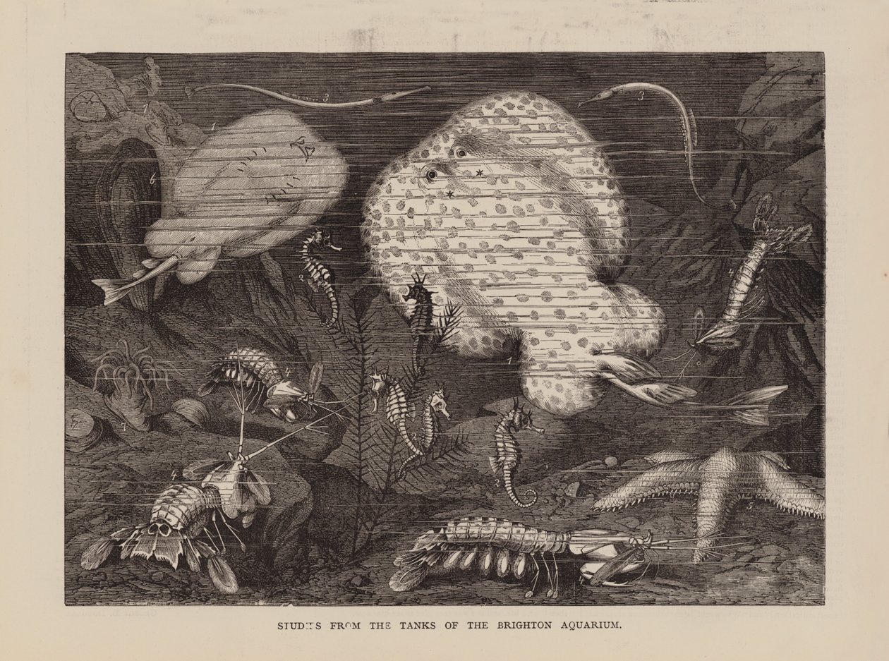 Studies from the Tanks of the Brighton Aquarium by English School