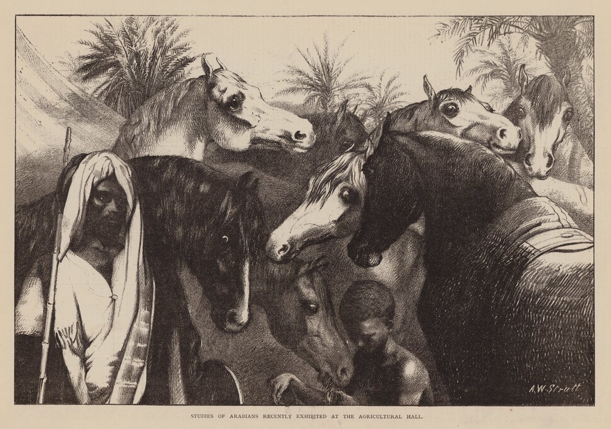 Studies of Arabians Recently Exhibited at the Agricultural Hall by English School