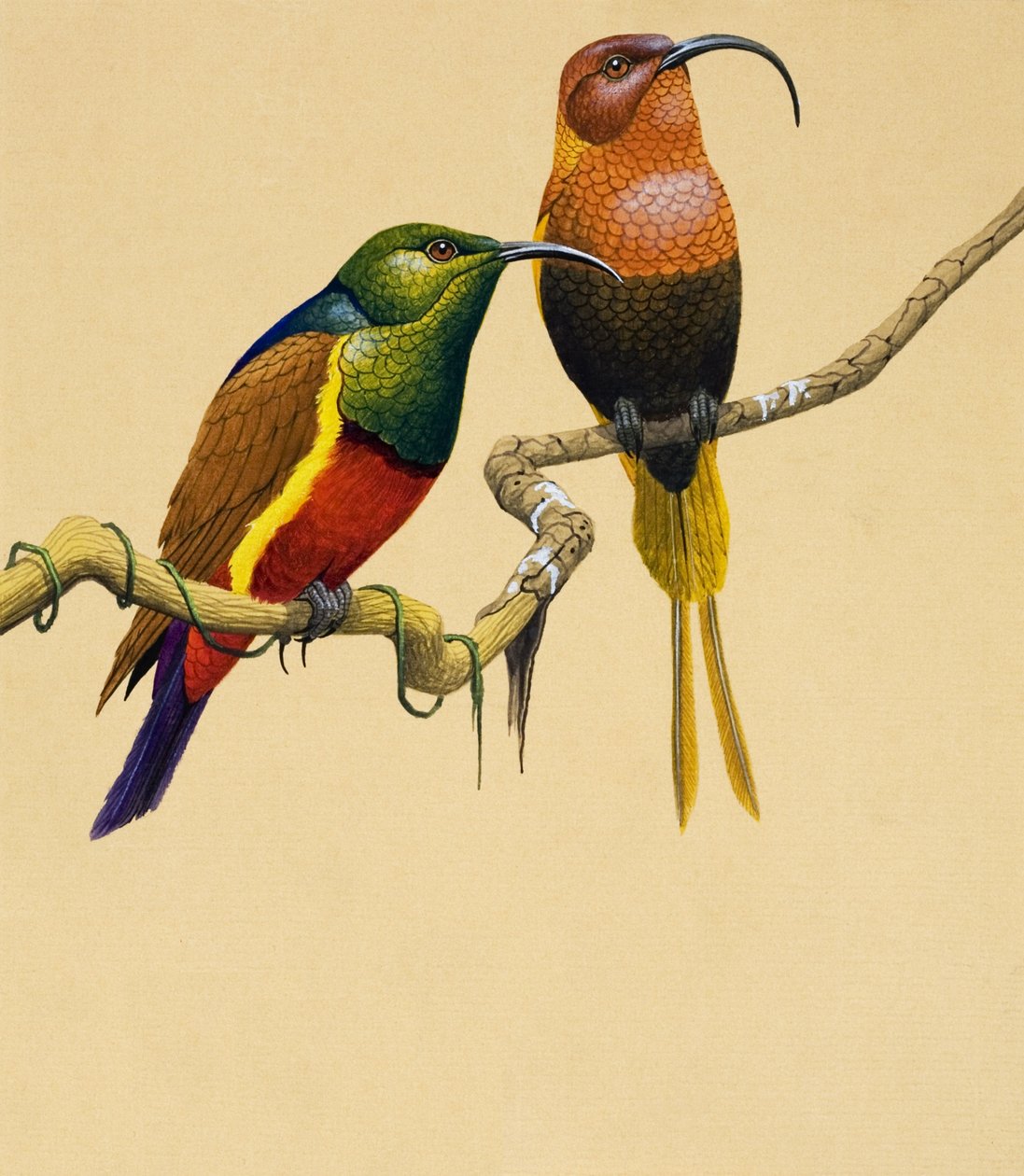 Sun Birds by English School