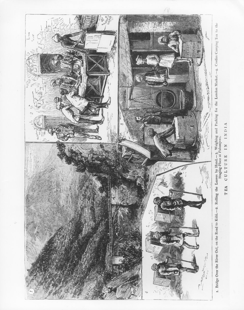 Tea Culture in India, 1883 by English School
