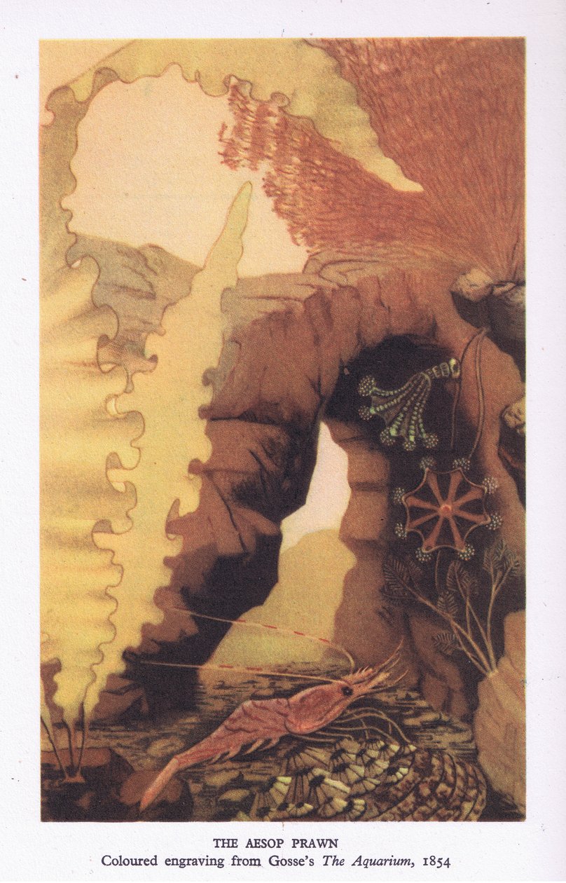 The Aesop Prawn, colour engraving from Gosse