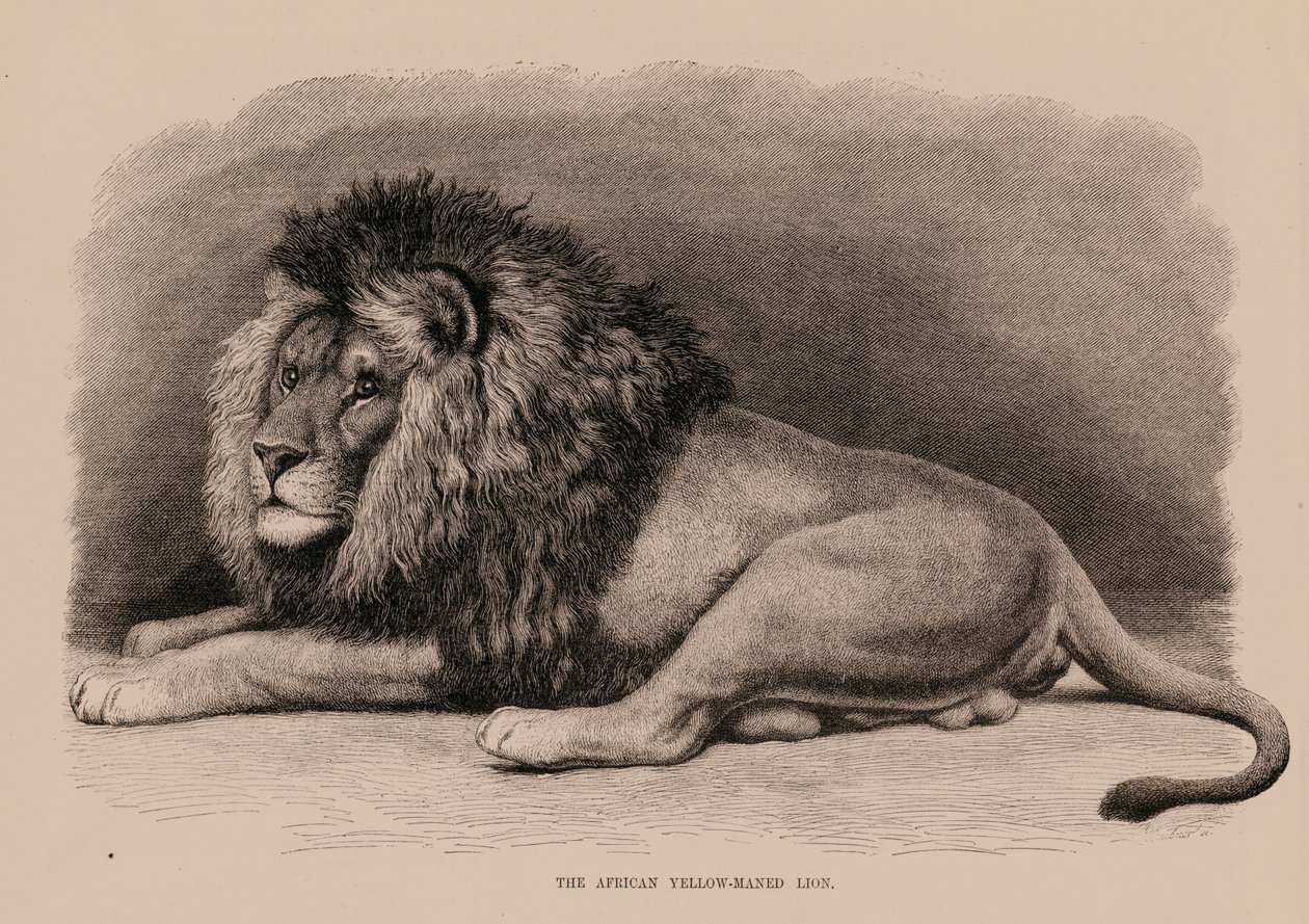 The African Yellow-Maned Lion by English School