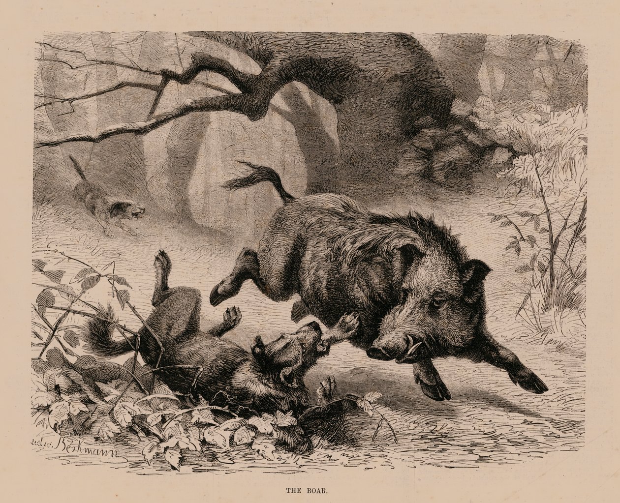The Boar by English School