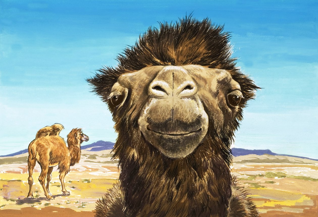 The Camel, Illustration from 