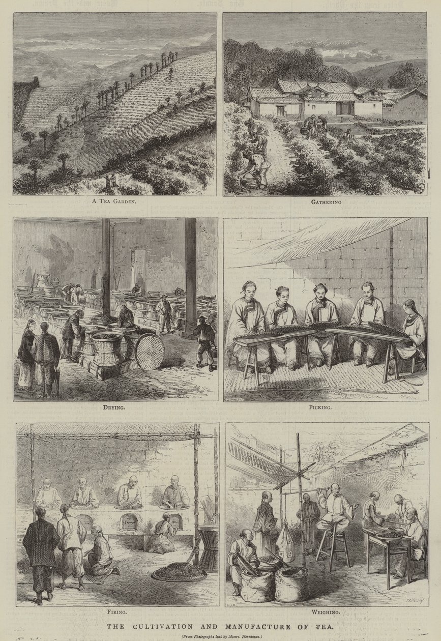 The Cultivation and Manufacture of Tea (engraving) by English School
